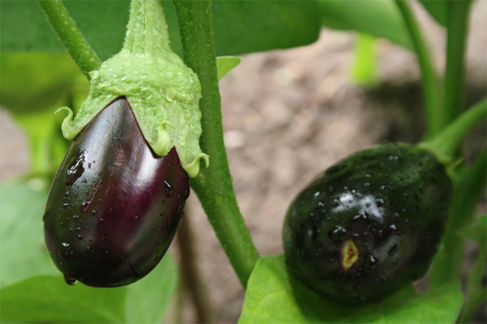 Eggplant