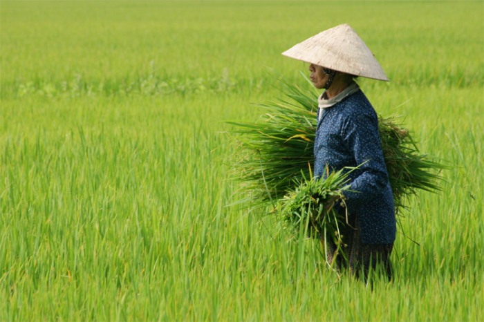 Woman Rice Field